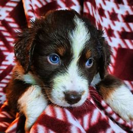 Salem - Red & white male Australian Shepherd puppy in Warren, New Hampshire from Waggle Time Farms