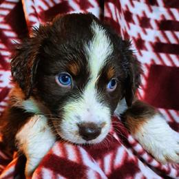 Salem - Red & white male Australian Shepherd puppy in Warren, New Hampshire from Waggle Time Farms