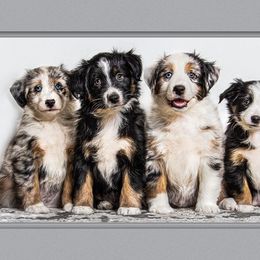 Miniature Australian Shepherd Puppies from Royal Aussies of Virginia