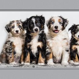 Miniature Australian Shepherd Puppies from Royal Aussies of Virginia