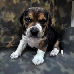 Beagle Puppies from Vaughn Gross