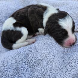 Garnet - White and black female Bordoodle puppy in New Oxford, Pennsylvania from The Weekend Farm