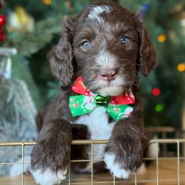 Gerorge - Brown male Bernedoodle puppy in Yuciapa, California from AlltheDoodlez_