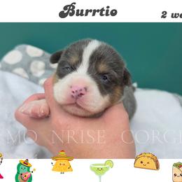 Burrito - Gray and white male American Corgi puppy in Mansfield, Ohio from Moonrise corgis