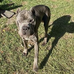 Sam - Cane Corso