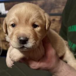 Jazzy - Yellow female Labrador Retriever puppy in Kossuth, Pennsylvania from Barrett Farm Labradors
