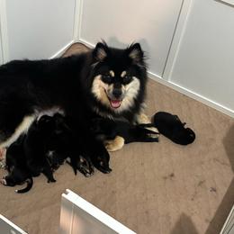 Chuck - Black male Finnish Lapphund puppy in Senatobia, Mississippi from TaylorMade Finnish Lapphunds