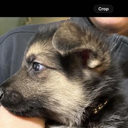 Boy 1 Black Collar - Black and cream male German Shepherd puppy in Newsoms, Virginia from A Tier Above Shepherds