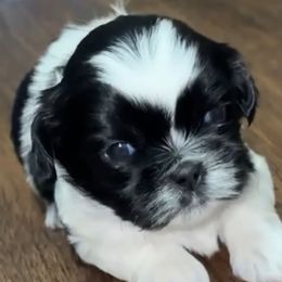 Shih Tzus from Shih Tzu pups