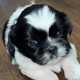 Shih Tzus from Shih Tzu pups