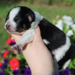 Nemo - Black parti male Pomeranian puppy in Bogata, Texas from Kerrie’s Pomeranian