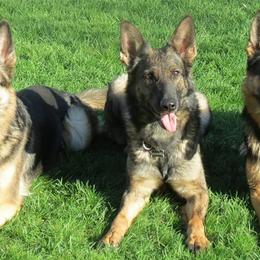 German Shepherds from Vom Haus Weinbrand