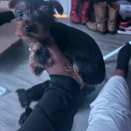Baby Boy - Black and tan male Yorkshire Terrier puppy in Fort Worth, Texas from Mina’s Minnies