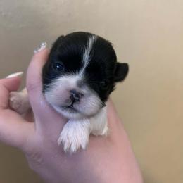 Boy 1 - Black and white male Shih Tzu puppy in Norris City, Illinois from Dainty and Darling Shih Tzu