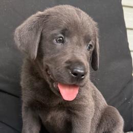 Ember- Red - Charcoal female Dilute Retriever puppy in Marion, Illinois from Summer Lovin’ Labradors of Southern Illinois