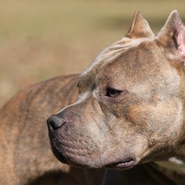 American Bullies from Sunset Acre Bullies