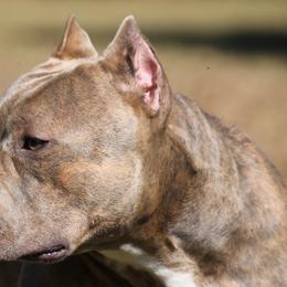 American Bullies from Sunset Acre Bullies