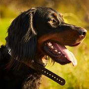 Reed - Gordon Setter