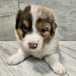 Mya m4 green - Red merle male Australian Shepherd puppy in Arbela, Missouri from County Line Aussies