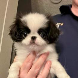 Japanese Chin puppies from Montra Japanese Chin & Cavalier King Charles Spaniels