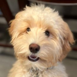 Charles Bluff - Australian Cobberdog