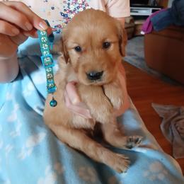 Light Blue - Dark golden male Golden Retriever puppy in Lanesboro, Minnesota from Eagle Ridge Golden Retrievers