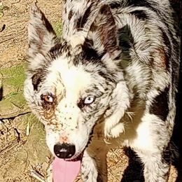 Kai - Border Collie