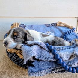Arthur - Piebald male Dachshund puppy in Tennessee Colony, Texas from Hairy Wieners