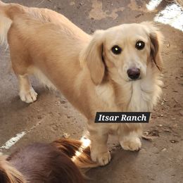 Nala - Dachshund