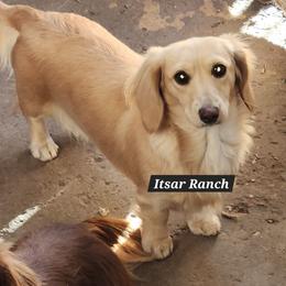 Nala - Dachshund