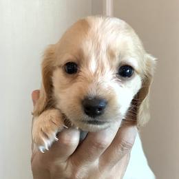 AKC Girl 1 - Piebald female Dachshund puppy in Bolivar Peninsula, Texas from A and G Dachsunds