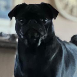 Ruby Rue Roo - Pug