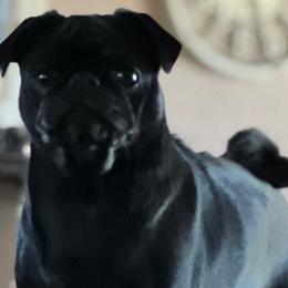 Ruby Rue Roo - Pug
