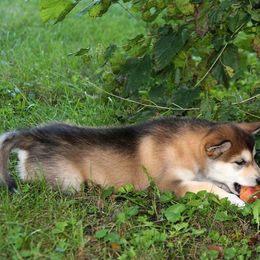 Alaskan Malamute Puppies from ArctiCircle Alaskan Malamutes