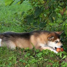 Alaskan Malamute Puppies from ArctiCircle Alaskan Malamutes