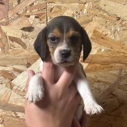 Cider - Black white and tan male Beagle puppy in St. Cloud, Minnesota from Beagle Blessings