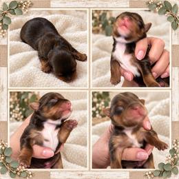 Opie - Chocolate, tan and white male Yorkshire Terrier puppy in Dalton, Georgia from Southern Charm Precious Paws