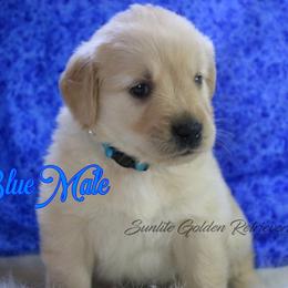 Light Blue Collar boy - Golden male Golden Retriever puppy in Otis Orchards, Washington from Sunlite Golden Retrievers
