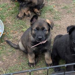 Light Pink - Sable female German Shepherd puppy in Motley, Minnesota from Von Thomson Haus