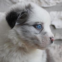 Charm - Blue merle female Australian Shepherd puppy in Colorado Springs, Colorado from Rocky Mountain Aussies