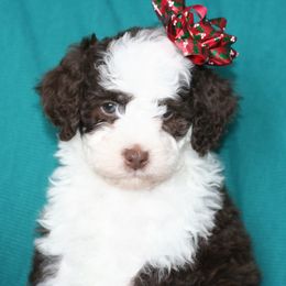 Noelle - Brown and white female Bernedoodle puppy in Burtchville, Michigan from Sparling's Doodles