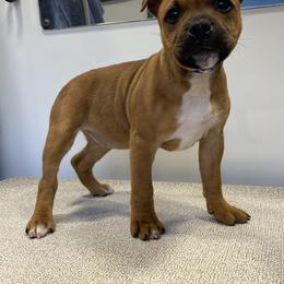 Staffordshire Bull Terrier Puppies from TimbreStaff