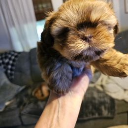 Sailor - Chocolate and tan male Shih Tzu puppy in Kings Mountain, North Carolina from NC Shih Tzus by Tammy