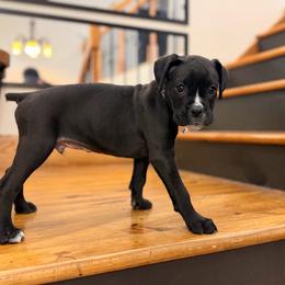 Jack - Brindle male Boxer puppy in Upper Sandusky, Ohio from Rock Run Homestead
