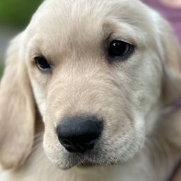 Boy 5 - Golden Retriever puppy in Fieldale, Virginia from Interlock Goldens