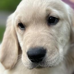 Boy 5 - Golden Retriever puppy in Fieldale, Virginia from Interlock Goldens