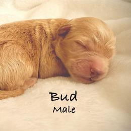 Boy 1 - Red male Bernedoodle puppy in Pottstown, Pennsylvania from Willow-Be Doodles