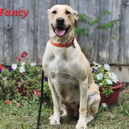 Fancy - Labrador Retriever