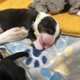 Miniature Australian Shepherd Puppies from Mill Creek Miniature Australian Shepherd
