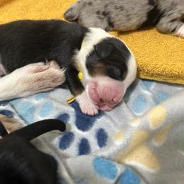Miniature Australian Shepherd Puppies from Mill Creek Miniature Australian Shepherd